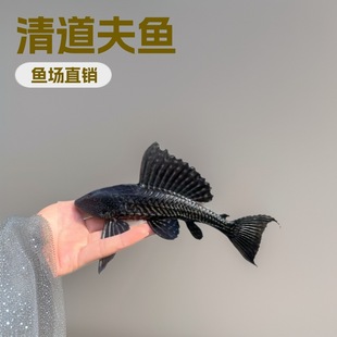 �~��ֱ�N�����Ů�����y�坍�����������Ꭷ�~���嵭ˮ�^�p�~