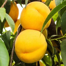 黄桃新鲜水果黄金蜜桃芒果桃黄金油桃顺丰5斤无毛油桃当季大果