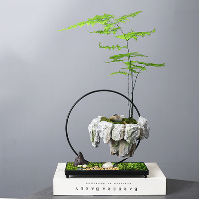 Cross -Bordder Bamboo Polysmus Pot Rich Tree Tree Bonsai Rice Rice Rice Bamboom Rice хорошо содержит островной