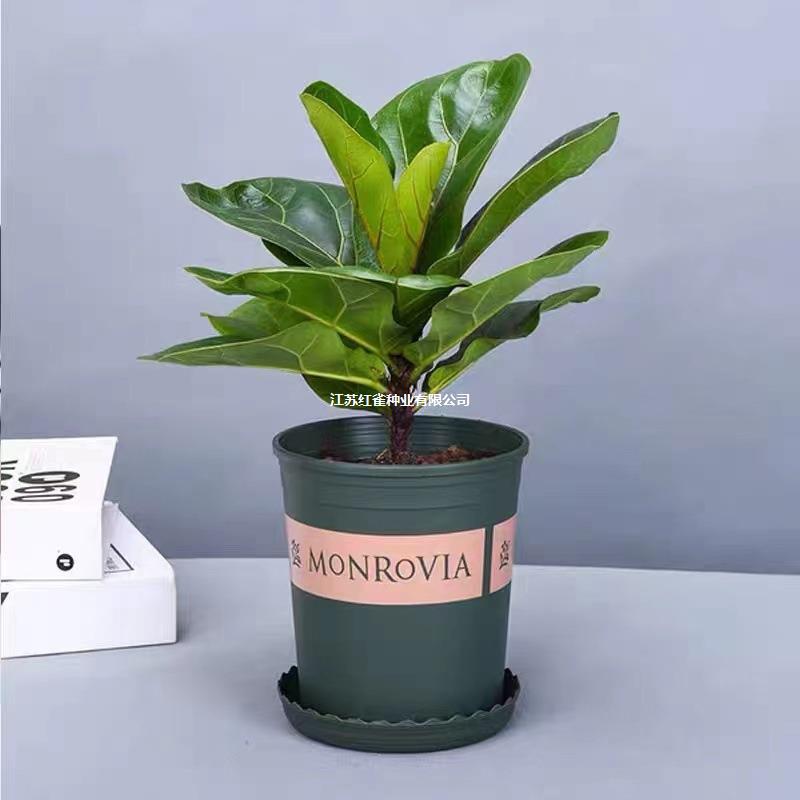 Oficina de sala de estar absorción de agua de hoja perenne planta ornamental de hoja