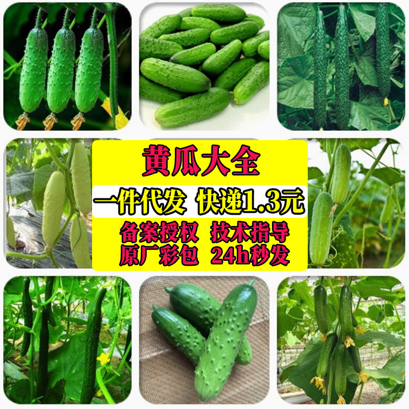 Spring Crawling All over the Ground Fruit Cucumber Cream Small Cucumber Jade Girl Potted Plant Jinyan No. 4 Cucumber Seeds Local Tang Qiugua