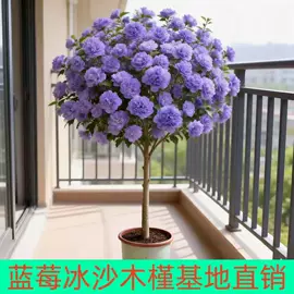 盆栽;种子;花盆容器