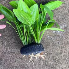 坨草造景增氧水草热带鱼阴性净化鱼缸观赏鱼【水下草】跨境