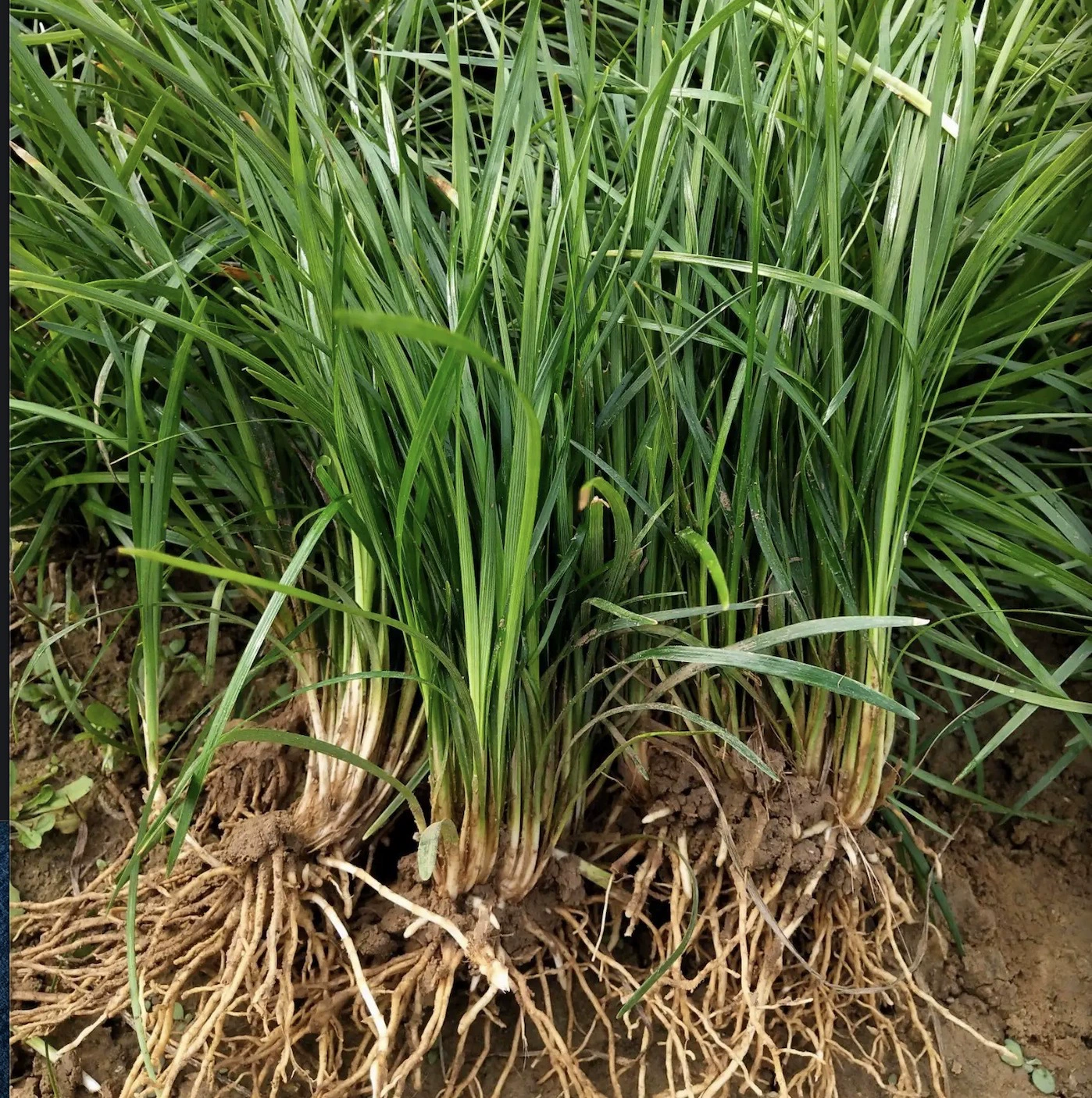 Оптовая продажа Япония Карлик Ophiopogon Озеленение травы Yulong Трава Зеленые листья Ophiopogon japonicus Рассада устойчива к засухе и легко выживает в четыре сезона