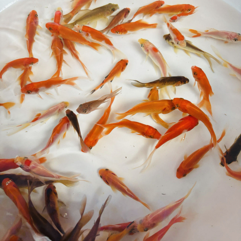 小さな金魚、活魚、観賞魚、冷水、淡水、赤魚、鯉、飼いやすい、耐久性、幸運の頭、国宝金魚|undefined