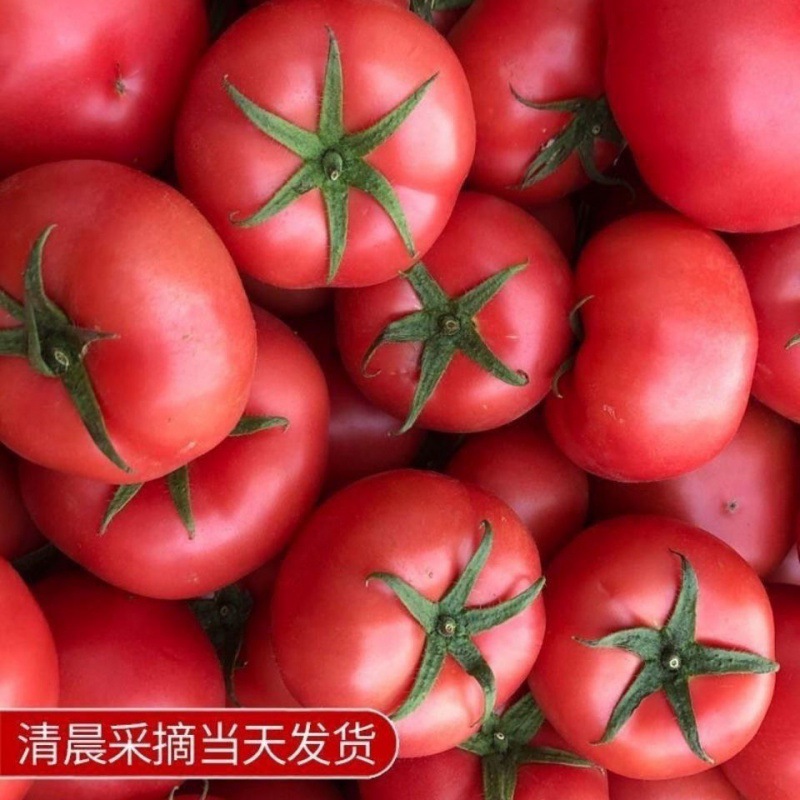 Tomatoes Shandong Provence 2/5 fresh tomato natural Cooked meal Persimmon