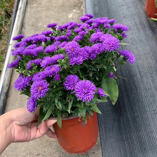 Mixed-Color Chrysanthemum Seeds Candy Chrysanthemum Cut Flowers Mixed-Color Chrysanthemum for All-Season Planting, July Chrysanthemum Landscape Flower Sea Easy to Survive