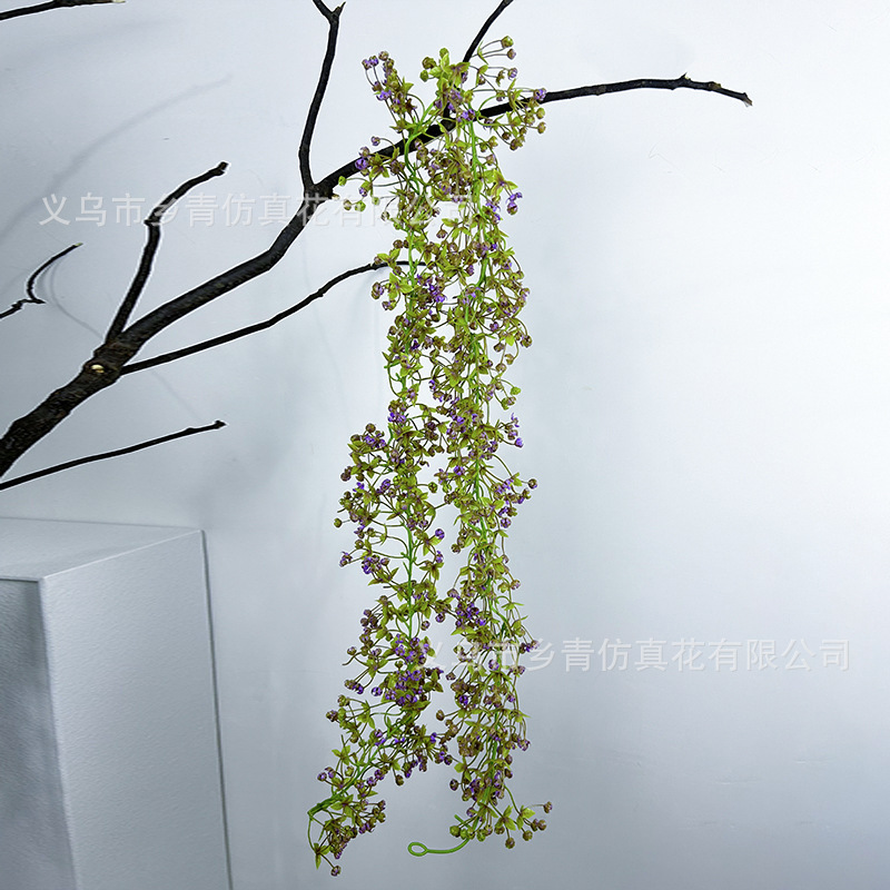 연꽃 색상-별이 빛나는 등나무