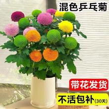 ƹ�Ҿ����Ԏ����҃������ļ��_���ܾGֲ�̨�r��ֲ���辰��ջ���