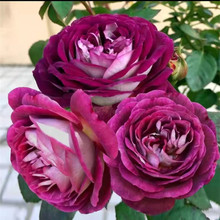 ��Ʒ�ϳ��F/����˹�Ơ����¼�����󻨝����ľ�S���ļ��_������