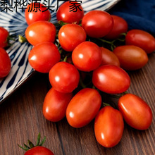 圣女果酸甜樱桃番茄一整箱小番茄正小西红柿新鲜应季水果红色工厂
