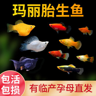 �����~�^�p�~С�͵�ˮ���B����ˮС�~�Ꭷ�~�~���^�p�~����̥���~