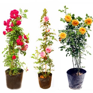 �ٱ��¼�����ֲ��W���¼����Nޱõ�廨���������̨�ļ��_��ֲ��