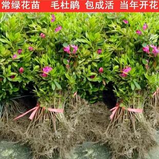 ���۾G������ ë���NС�� ���N ӳɽ�t ɫ�K�� �G�����̘�������