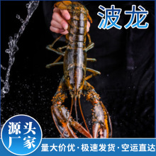 波龙波士顿龙虾鲜冻海鲜速冻大波龙活冻澳洲澳龙水产商用整箱批发