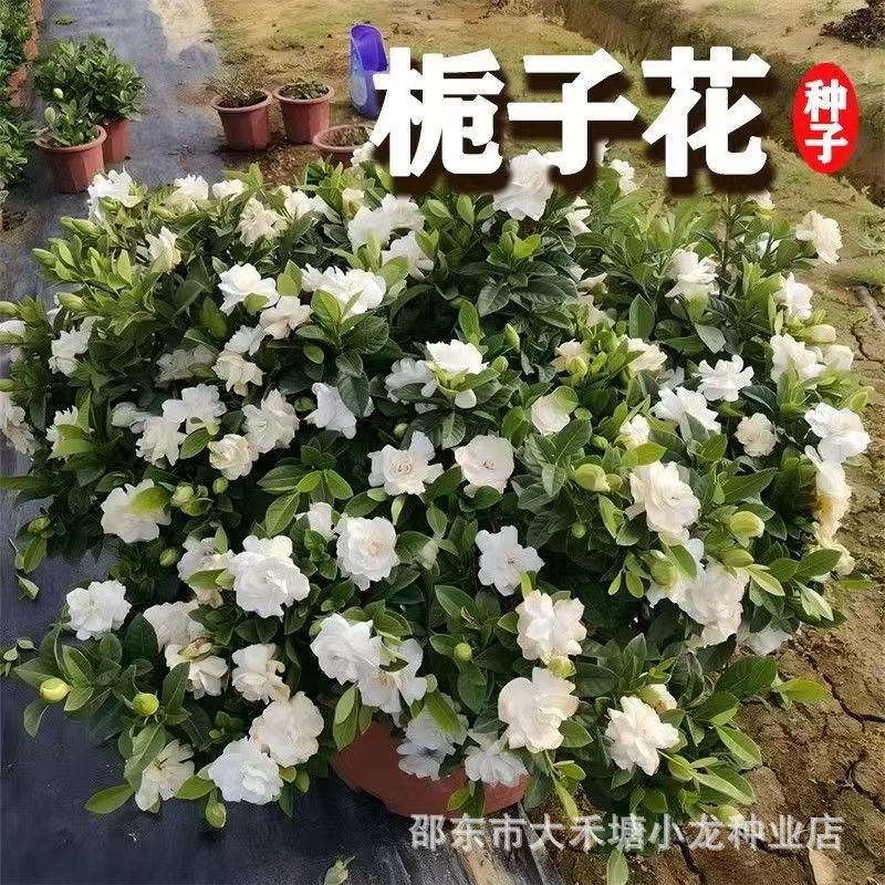 栀子花种子四季播种易活开花植物盆栽室内室外花籽花种籽花卉种孑