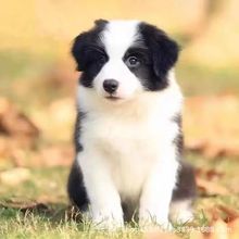 边牧犬边境牧羊犬幼犬活体黑白陨石色边境牧羊犬中型边牧活体宠物