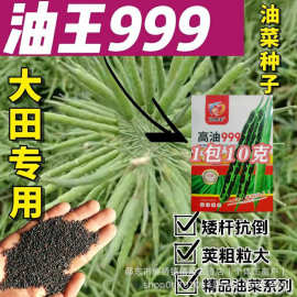 油王999 早熟油菜种子新品种大田榨油菜籽早熟杂交矮杆耐寒抗倒伏