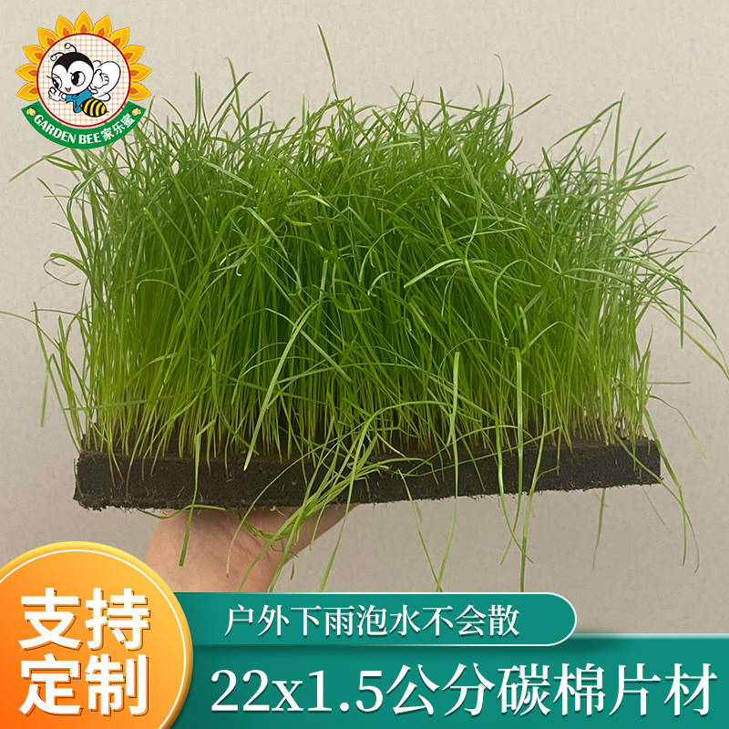 无土栽培小猫猫草草坪草毯 种草毯泥炭营养土育苗基质块 碳棉片材