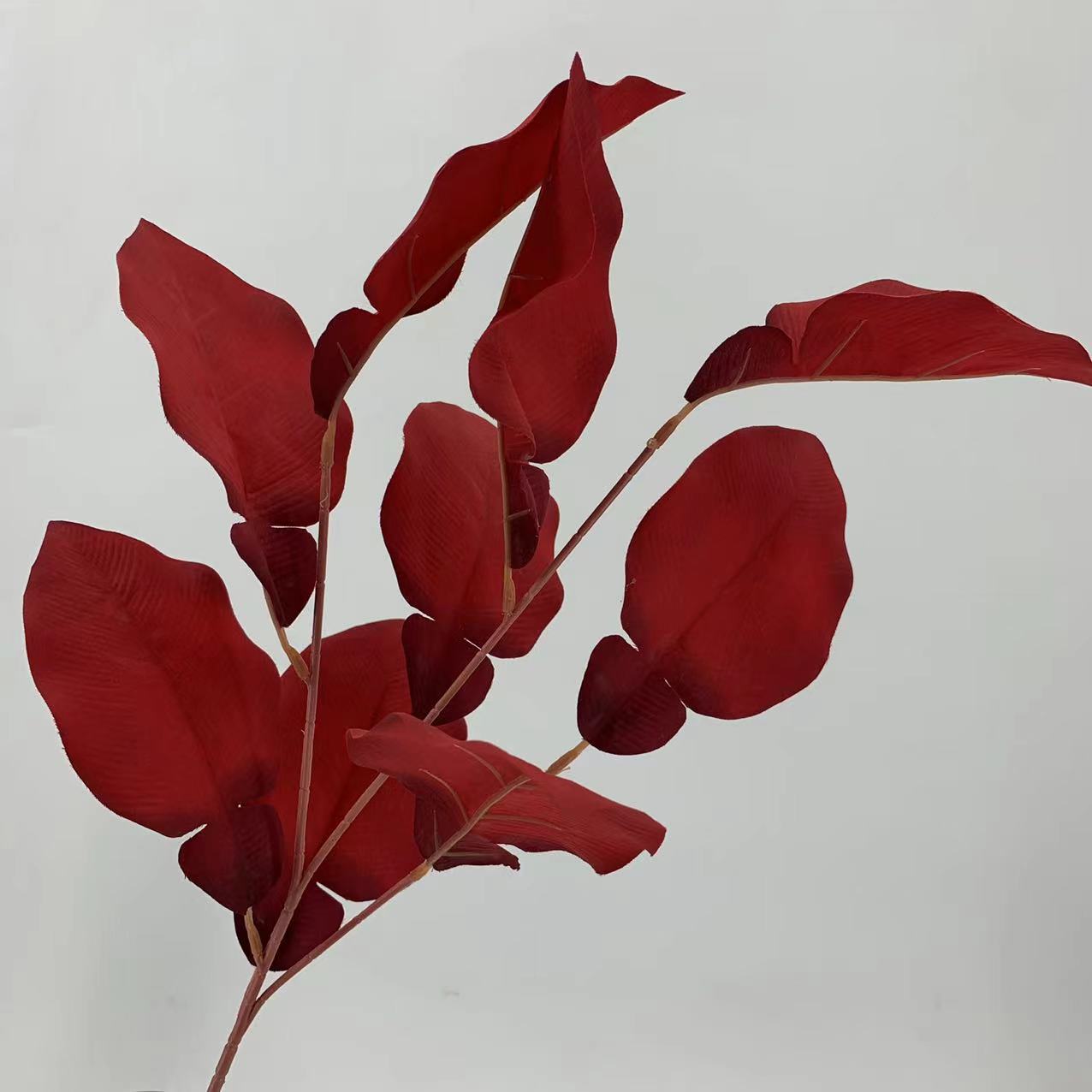 Grapefruit leaves-red