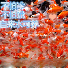 С���~���l���~�^�p�~С���l�\���\�a��ɫ�t�����^���T�ʹ��l