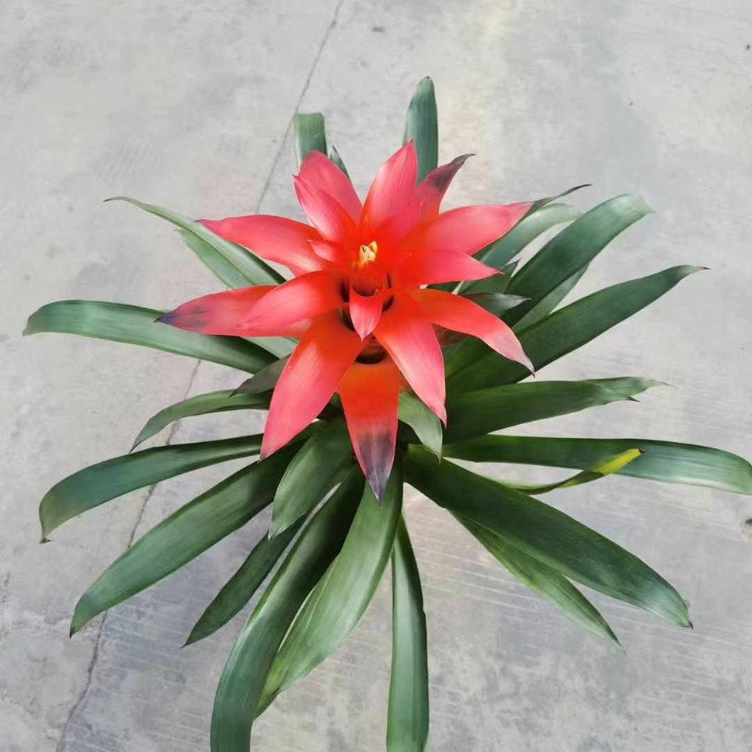 平头红绿植物凤梨鸿运当头大小红星花卉室内盆栽景喜庆公司开业庆