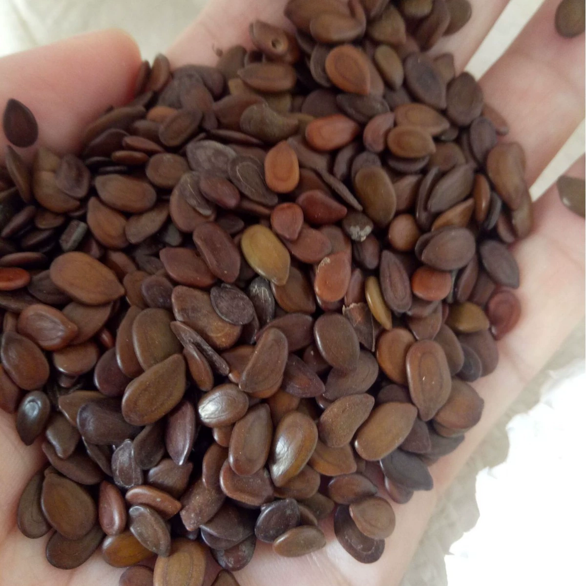 Семена Leucaena защита склона семена Leucaena семена кустарника семена акации моя зеленый Специальные Семена