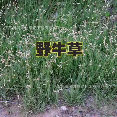 Warm-season Lawn seed Buffalograss seeds Buffalo Grass Seed Trample regenerate ability Budding rate