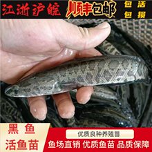 ~Ҏ20֞kؔ~~B䵭ˮBֳw~]