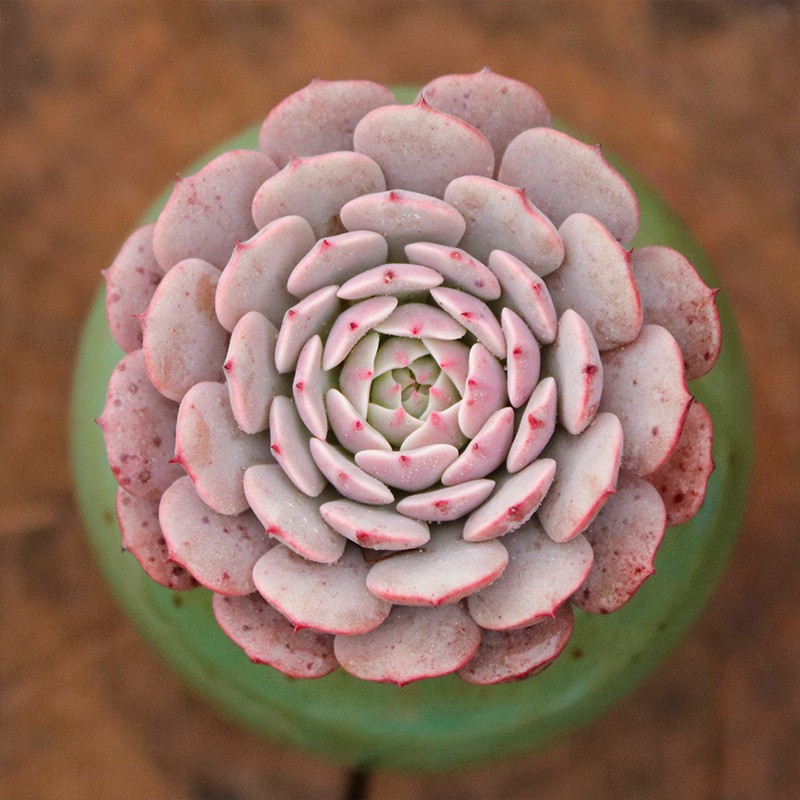 [핫상품] 종이풍차 4-5cm (검은색 사각형으로 배송됩니다)