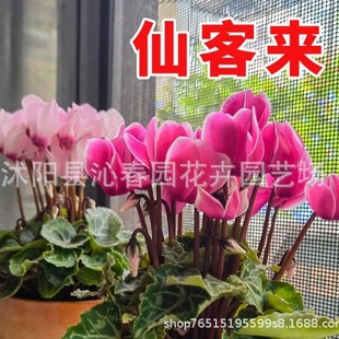 Freesia Seeds for All Seasons Balcony Radish and Begonia, First-Class Crown Rabbit Ear Flower Seeds for Outdoor Courtyard Potted Plants and Flowers