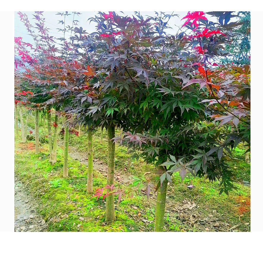 Питомник Прямой партии Японский привитый Красный клен Рассада различных видов рассады деревьев