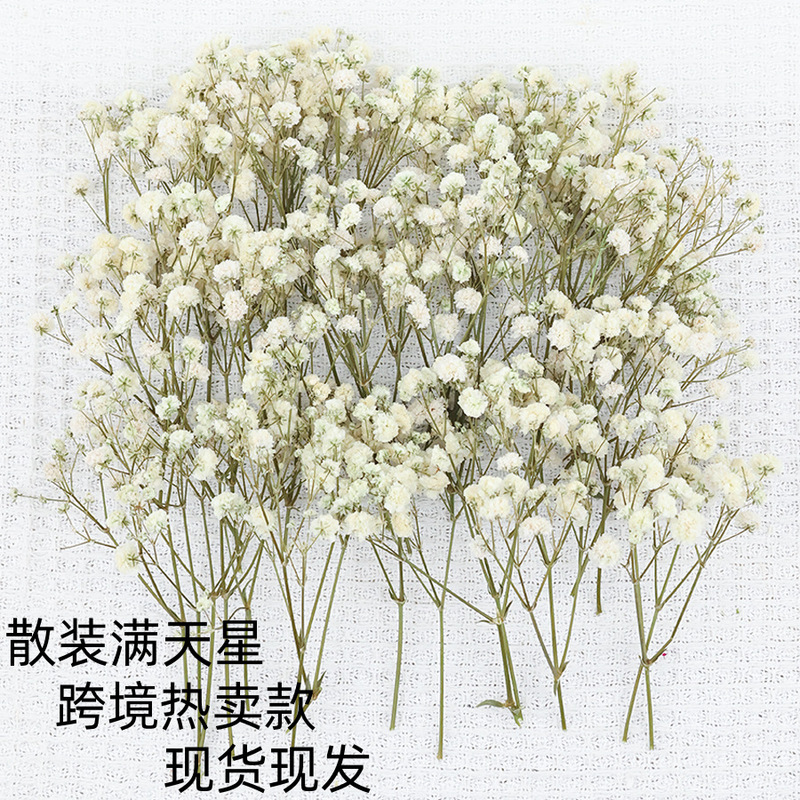 Cross-Border Bulk Green Stem White Baby's Breath DIY Floral Materials Dried Flowers Preserved Flowers Amazon Bestseller Direct from Manufacturer