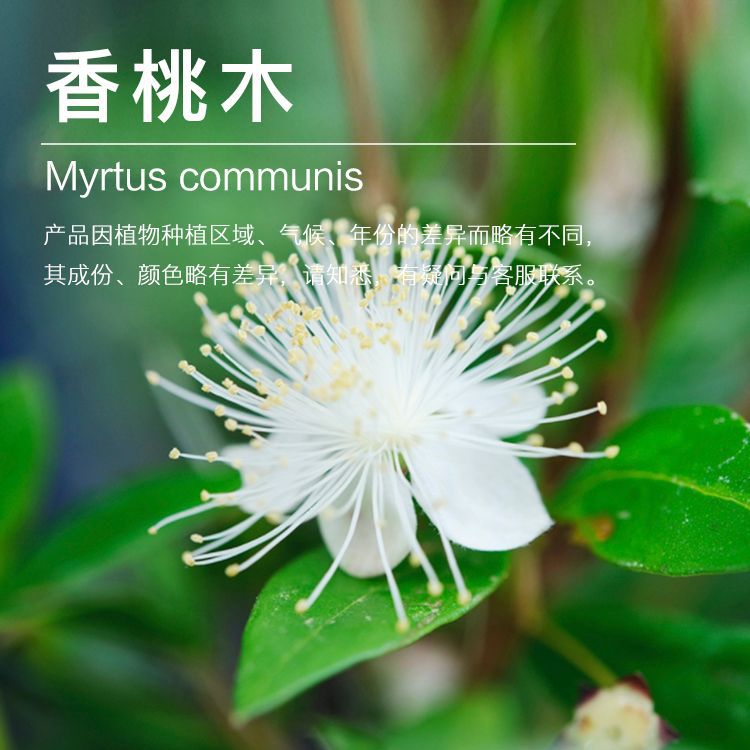 ����ľ����  �ҽ��� ������ȡ����ľ����  ֲ�������ʹ�������