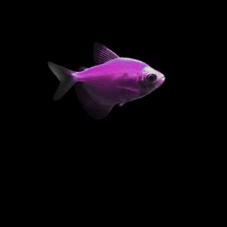 紫嫣天使热带观赏鱼水族宠物鱼紫天使可混养上海渔场批发水族