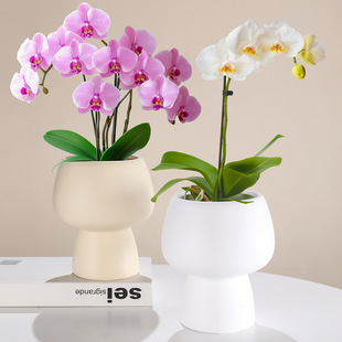 �W�t���_�����m���û����մɸߙn�����m�����m��С��ƿ�껨�����L