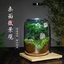 生命之树生态瓶苔藓创意微景观桌面盆栽青苔造景缸植物办公室绿植