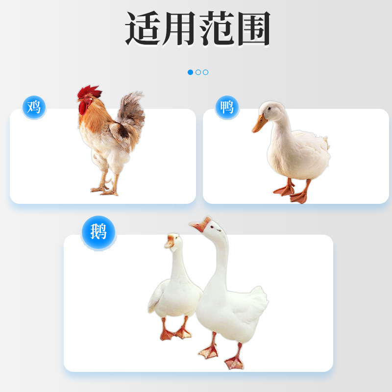 温立康鶏、アヒル、ガチョウ、家禽、ハト、眠そうな精神、だるい精神、羽が緩い、だるい精神、家禽用の準備|undefined
