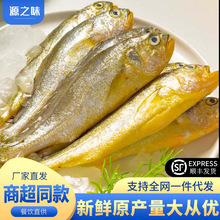 小黄花鱼海捕冷冻小黄鱼非大黄鱼深海鱼海鲜水产商用批发包邮
