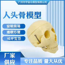 厂家批发医用教学仿真带数字大头颅骨 解剖骷髅头颅成人头骨模型