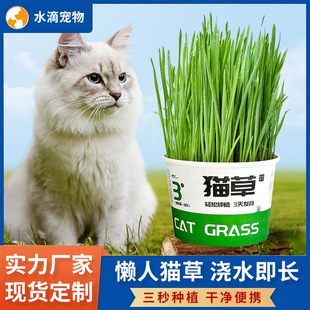 Lazy Cat Grass Canned Hydroponic Soilless Hair Removal Ball to Aid Digestion Snacks Instant Noodles Cat Grass Potted Cat Pet Supplies