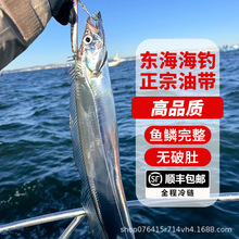 新鲜冷冻海钓带鱼舟山小眼睛钓带海鲜整条东海带鱼3斤可一件代发