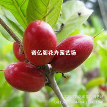 神秘果树苗 变味果苗 改变味觉酸变甜神秘果 树苗 当年结果水果苗