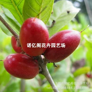 神秘果树苗 变味果苗 改变味觉酸变甜神秘果 树苗 当年结果水果苗
