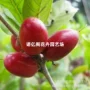 改变神秘果果苗