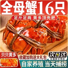 【活蟹】鲜活大闸蟹全母大螃蟹含绳现货中秋送礼盒8-16只湖蟹河蟹