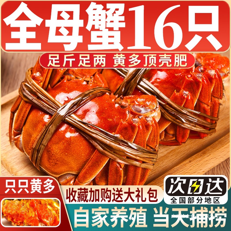 【活蟹】鲜活大闸蟹全母大螃蟹含绳现货中秋送礼盒8-16只湖蟹河蟹