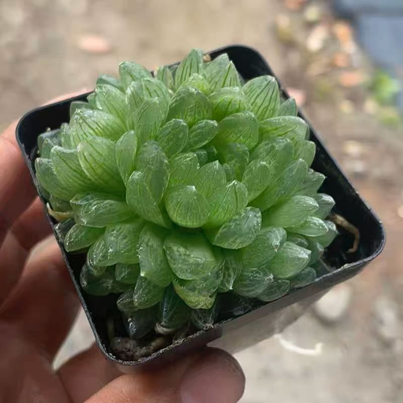 [기간한정특가] 매미날개 옥이슬군 4개 이상 (플라스틱 화분에 심어 배송)