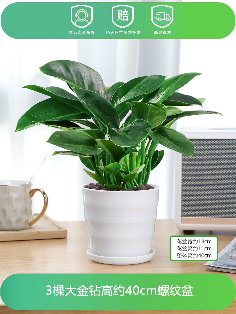 높이 약 40CM의 대형 골드 다이아몬드 3개 + 나사형 세면대 + 영양액