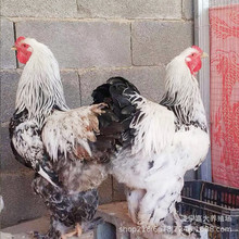 婆罗门鸡 婆罗门鸡苗一只多少钱 怀特鸡 波兰鸡 观赏鸡养殖场